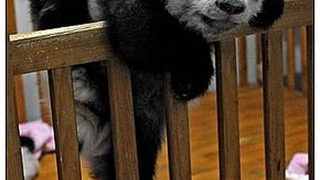 Rambunctious Baby Pandas Tax Moms' Strength